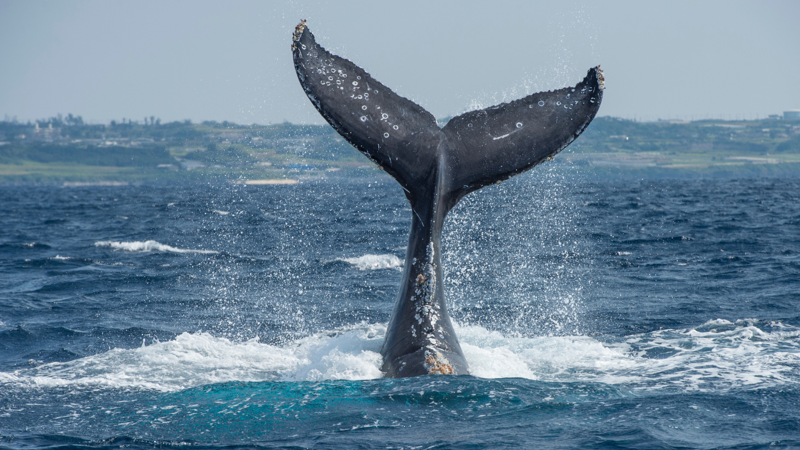 How to Land a Whale, the Inbound Marketing Way